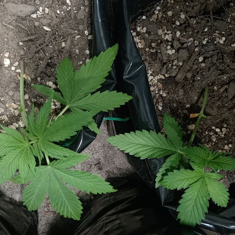 White widow 1 growlog timeline photo