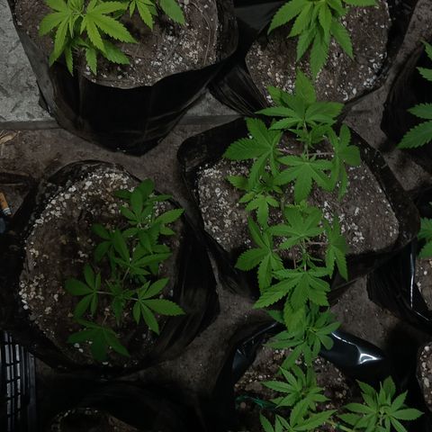 Unknown strain growlog timeline photo