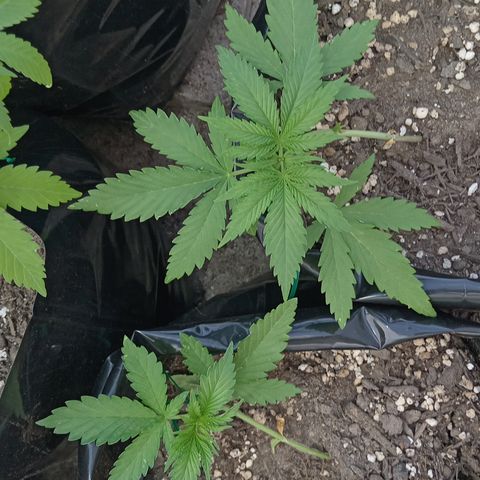 White widow 1 growlog timeline photo