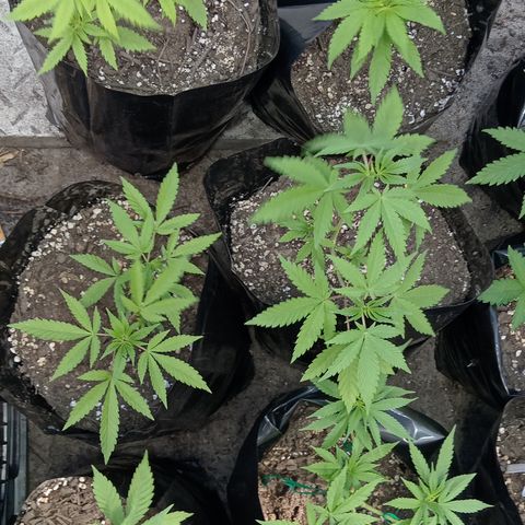 Unknown strain growlog timeline photo