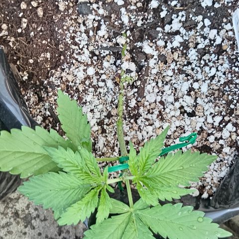 White widow 1 growlog timeline photo
