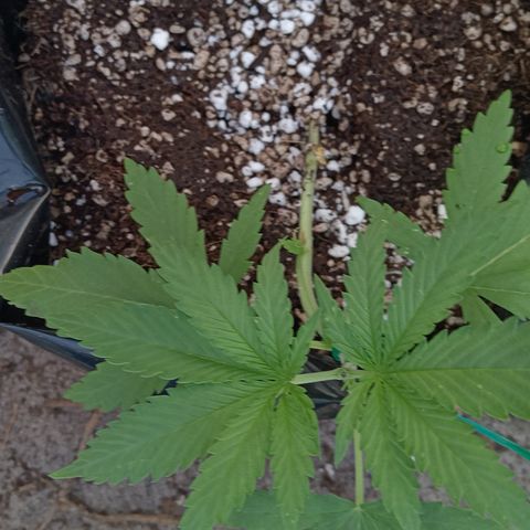 White widow 1 growlog timeline photo