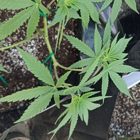 Unknown strain growlog timeline photo