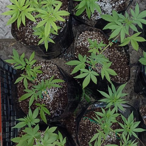 Unknown strain growlog timeline photo