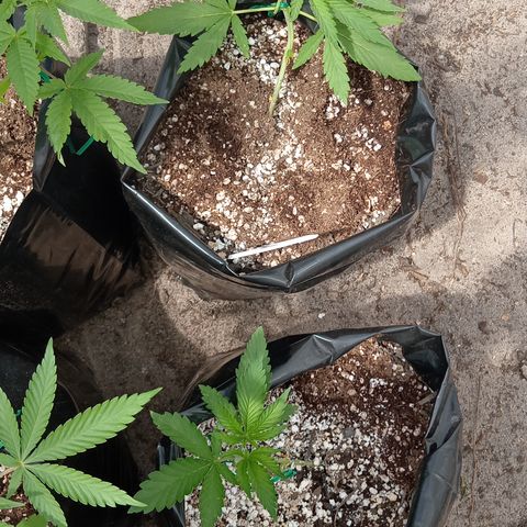 White widow 1 growlog timeline photo