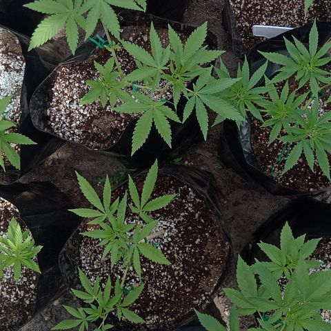 Unknown strain growlog timeline photo