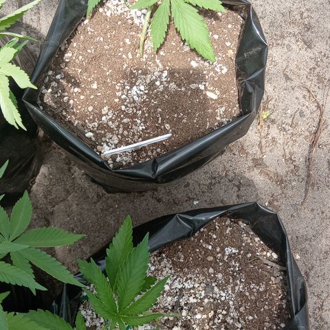 White widow 1 growlog timeline photo