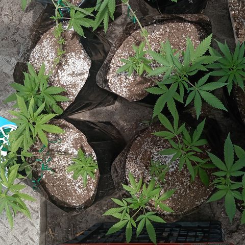 Unknown strain growlog timeline photo