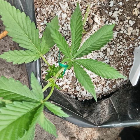 White widow 1 growlog timeline photo