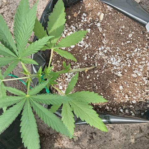 White widow 1 growlog timeline photo