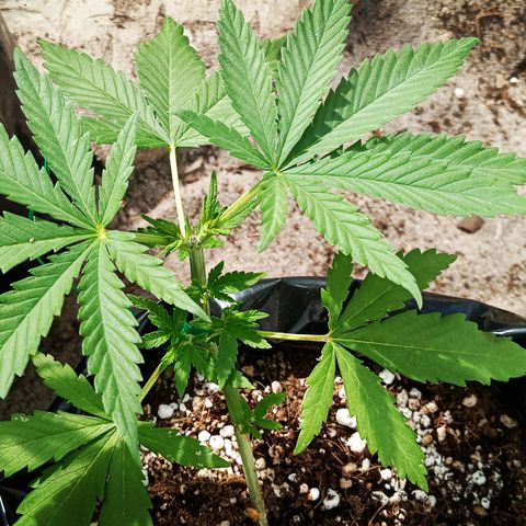 White widow 1 growlog timeline photo