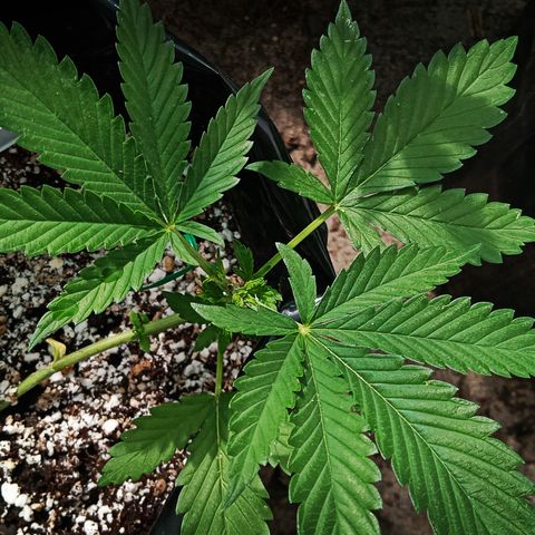 White widow 1 growlog timeline photo