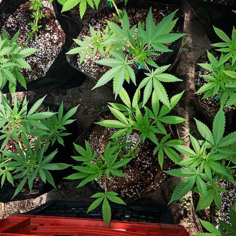 Unknown strain growlog timeline photo