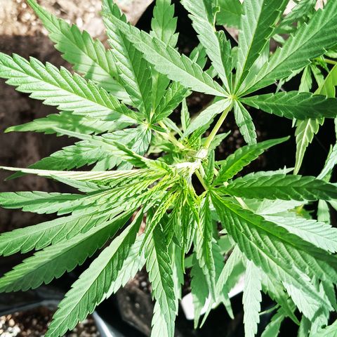 Unknown strain growlog timeline photo