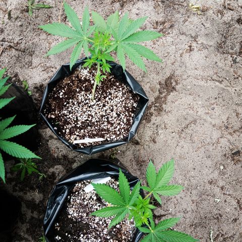 White widow 1 growlog timeline photo