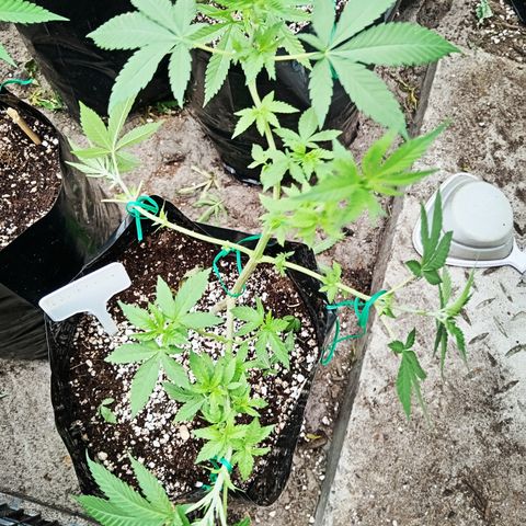 Unknown strain growlog timeline photo