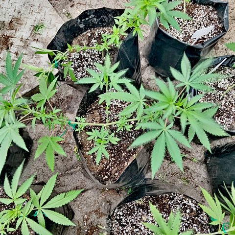 Unknown strain growlog timeline photo