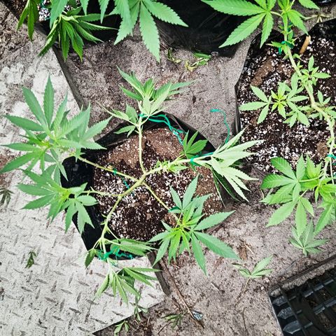 Unknown strain growlog timeline photo
