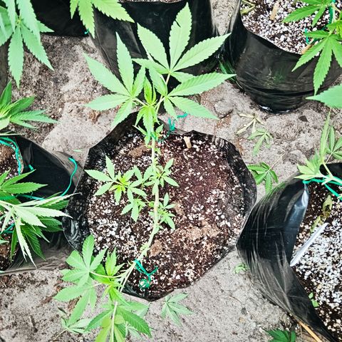 Unknown strain growlog timeline photo