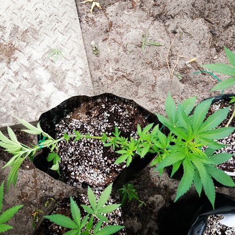 Unknown strain growlog timeline photo