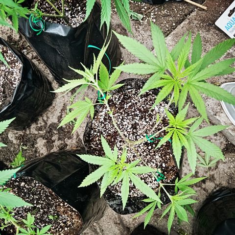 Unknown strain growlog timeline photo