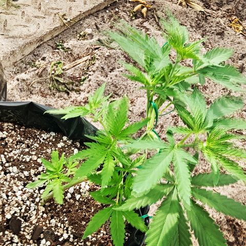 White widow 1 growlog timeline photo