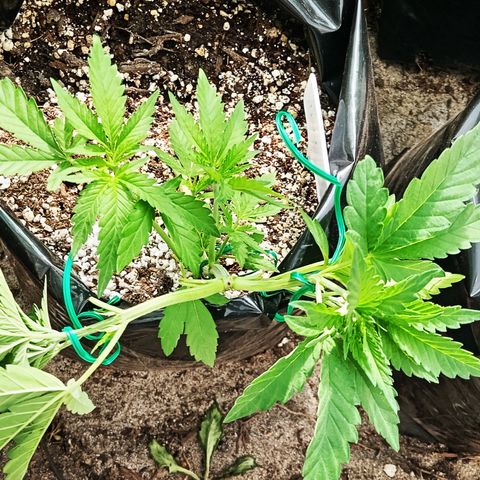 White widow 1 growlog timeline photo