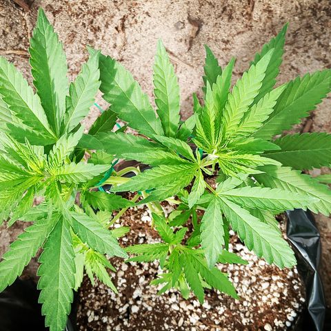 White widow 1 growlog timeline photo