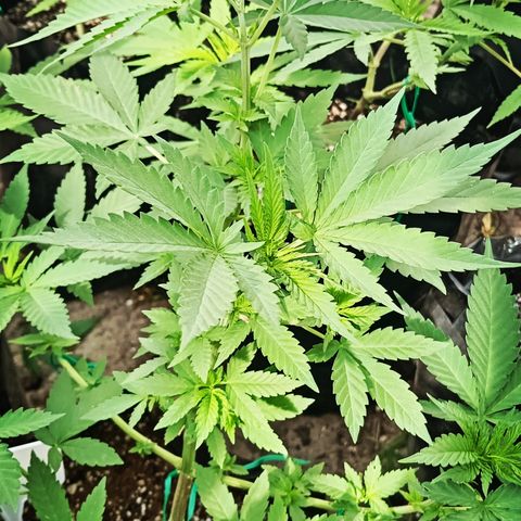 Unknown strain growlog timeline photo