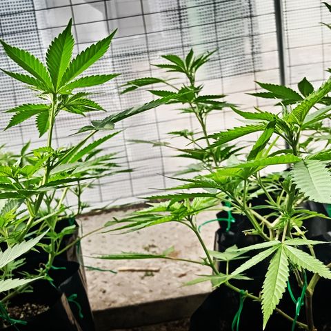 Unknown strain growlog timeline photo
