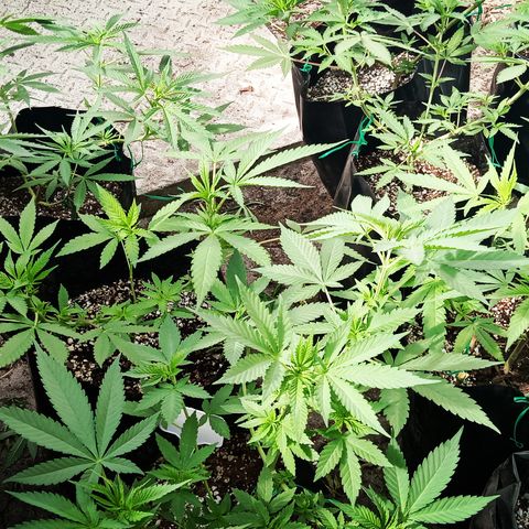 Unknown strain growlog timeline photo