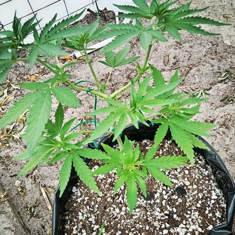 White widow 1 growlog timeline photo