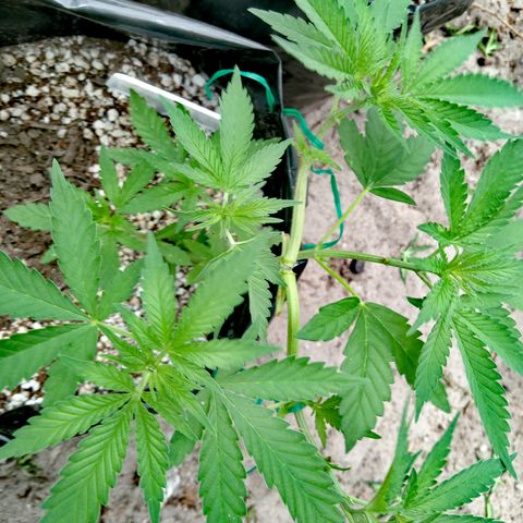 White widow 1 growlog timeline photo