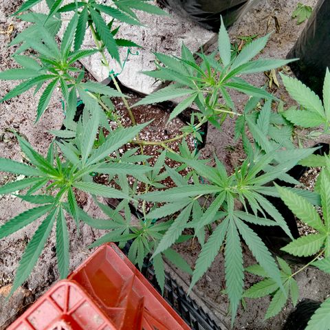 Unknown strain growlog timeline photo