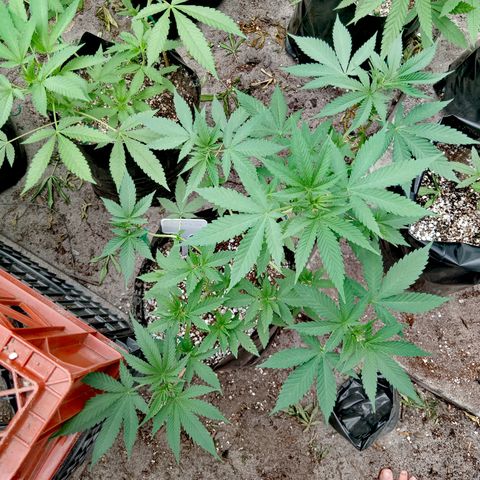 Unknown strain growlog timeline photo