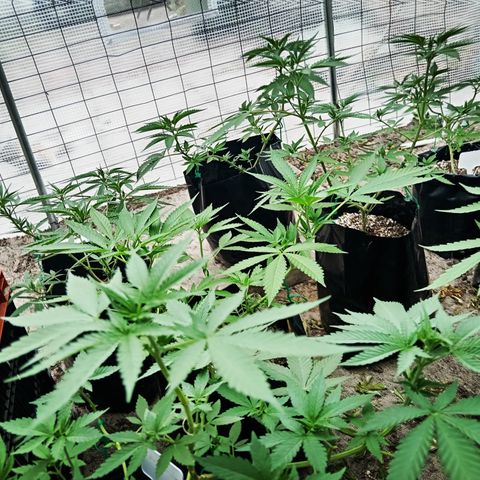 Unknown strain growlog timeline photo