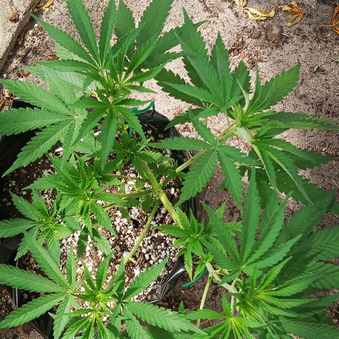 White widow 1 growlog timeline photo