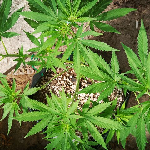 White widow 1 growlog timeline photo