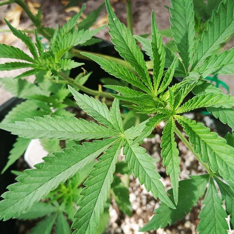 White widow 1 growlog timeline photo