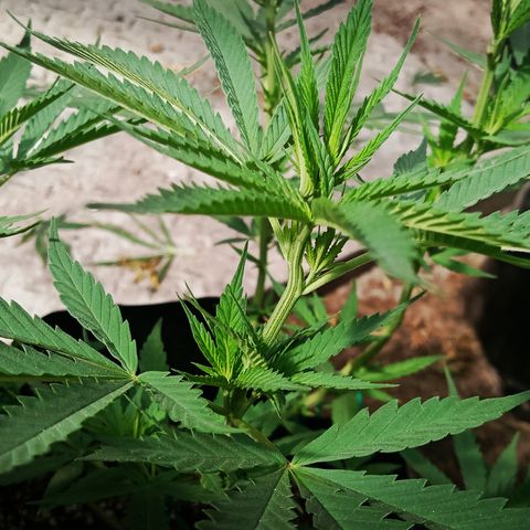 Unknown strain growlog timeline photo