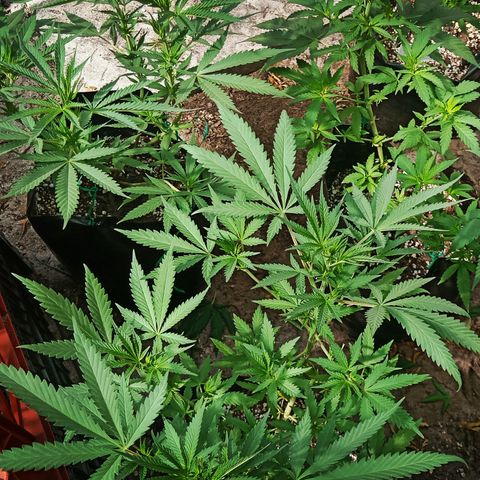 Unknown strain growlog timeline photo