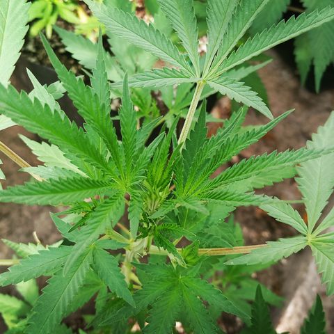 Unknown strain growlog timeline photo