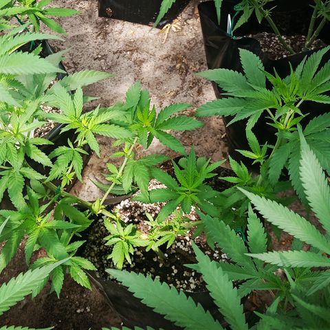Unknown strain growlog timeline photo
