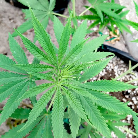 White widow 1 growlog timeline photo