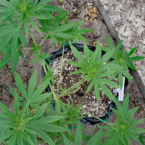 White widow 1 growlog timeline photo