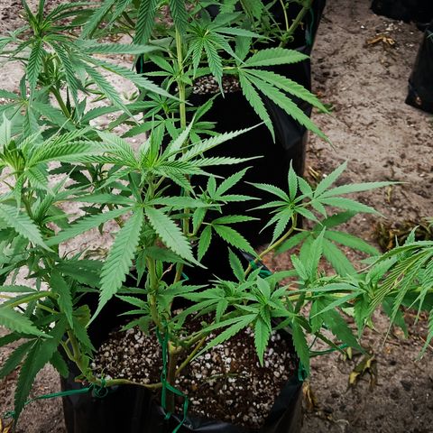 Unknown strain growlog timeline photo