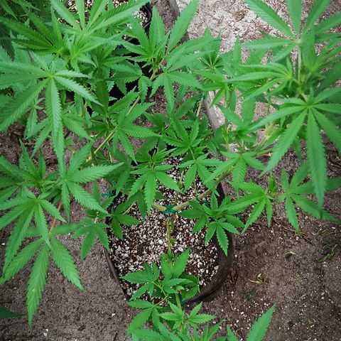 Unknown strain growlog timeline photo