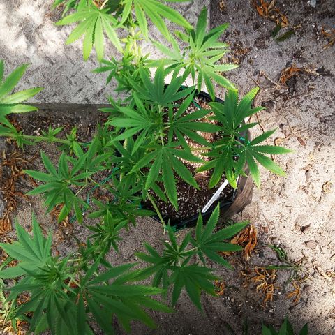 White widow 1 growlog timeline photo