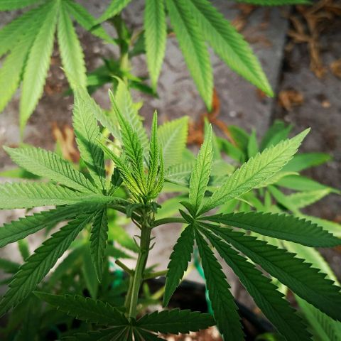 White widow 1 growlog timeline photo