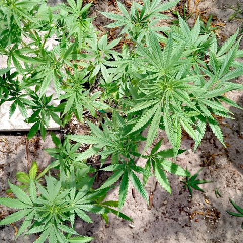 Unknown strain growlog timeline photo